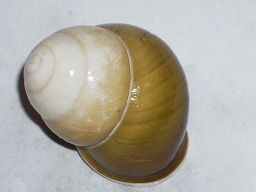 Helicostyla florida wonderful - helicostyla,