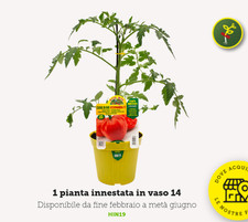 Pianta pomodoro innestato - pianta,
