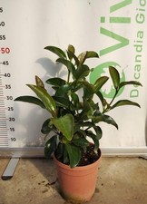 50 Piante di Viburno Lucido