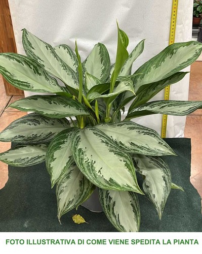 Pianta aglaonema silver - di,