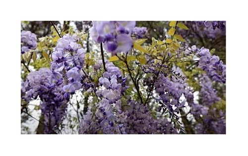 Piante rampicanti glicine - piante,