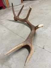 Super Corno palco di cervo