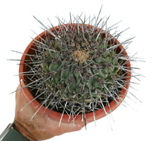 Thelocactus nidulans (vicino a Saltillo, MESSICO) -