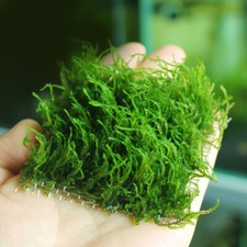 Pianta di Natale Viva per Acquario Acquario Giava Muschio Cuscino Rete Filo