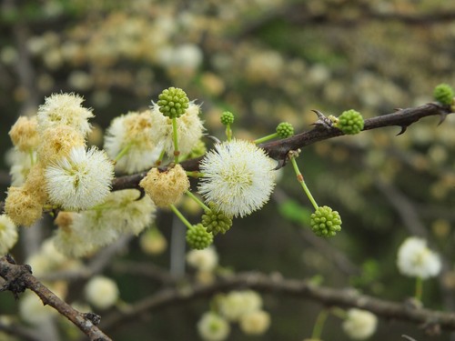 Planifrons acacia spina - di,