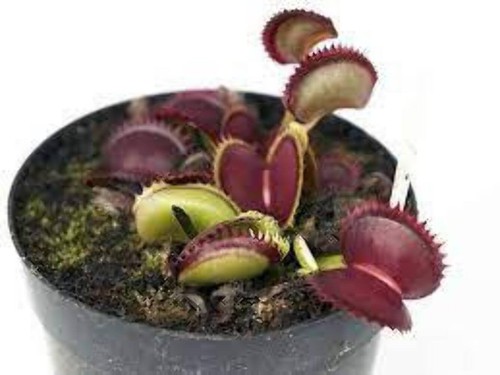 Dionea red jaws - red,