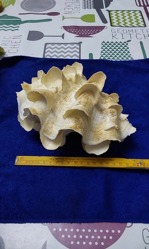Conchiglia tridacna squamosa - conchiglia,