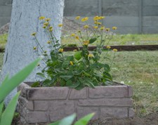 Stampi in cemento decorazione