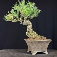 Shohin bonsai pinus thunbergii - pinus,