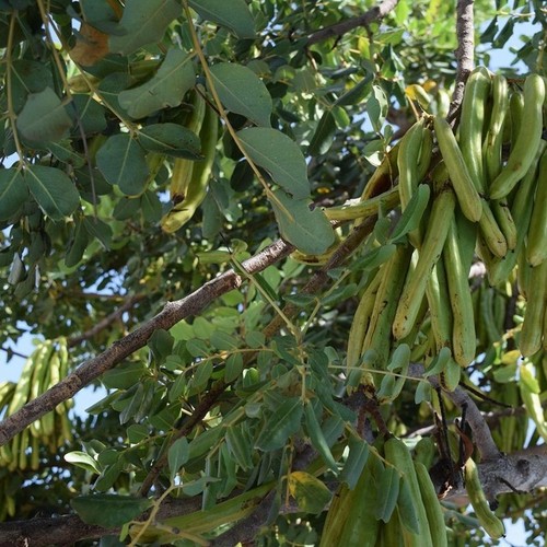 Albero carrubo - albero,