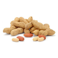 50 SEMI DI ARACHIDI FRESCHI "ARACHIS HYPOGAEA