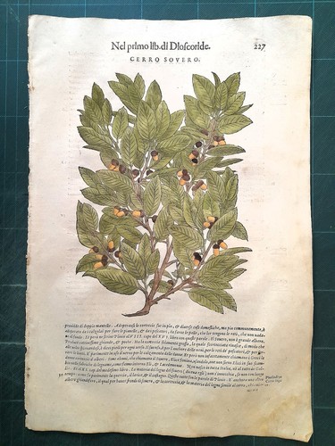 Mattioli matthioli erbario - mattioli,