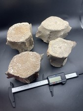 Gruppo mammiferi marini - mammiferi,