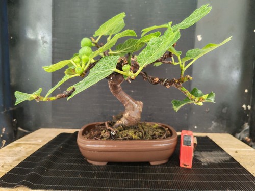 Bonsai fico 31 cm visita - cm,