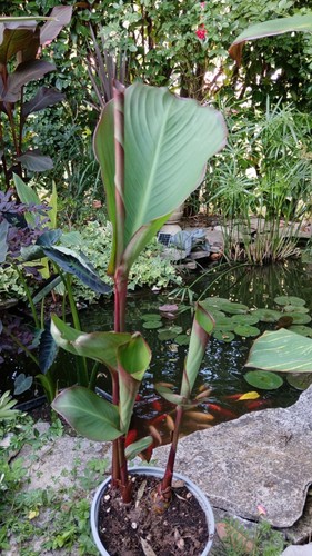 Pianta canna musaefolia - canna,