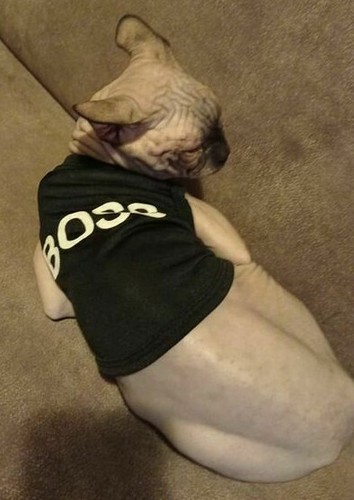Maglia maglietta sphynx - maglia,