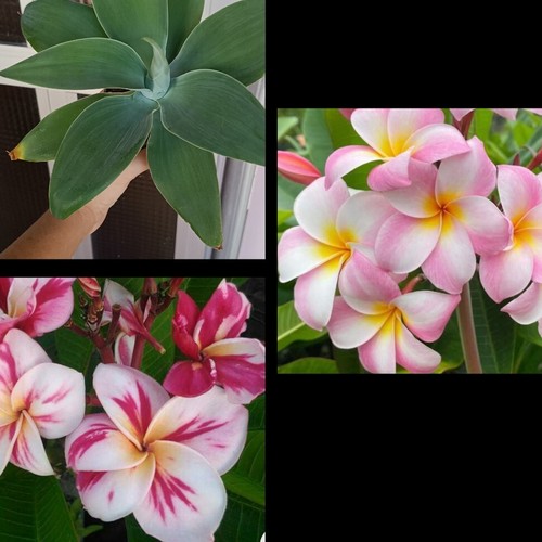 Agave attenuata plumeria - agave, y