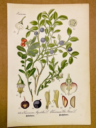 1886 quadri antichi - quadri,