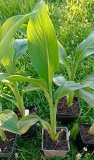 Ensete ventricosum, banana