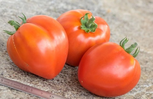 Dwarf red heart - dwarf,