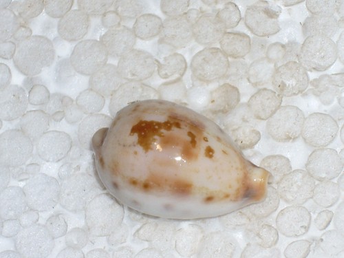 Cypraea pulchella unique - pulchella,