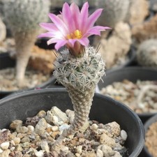 Pianta cactus succulenta - pianta,