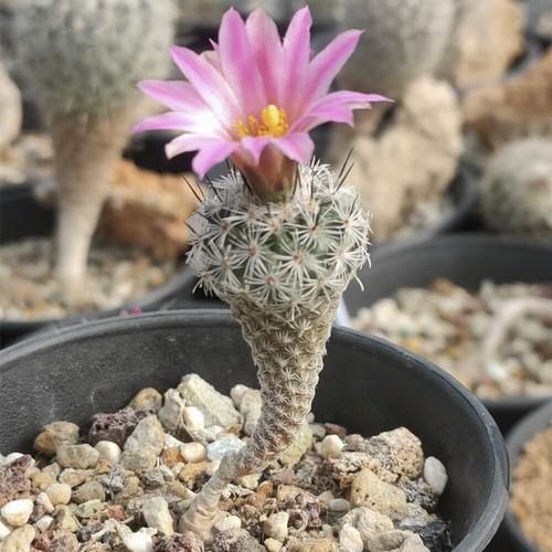 Pianta cactus succulenta - di,