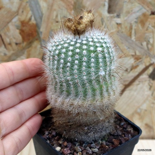 Notocactus scopa vaso cm - vaso, 7