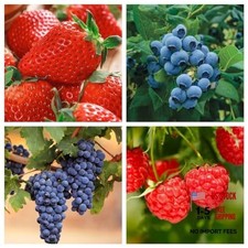 1000+ Semi di Frutta Mista per