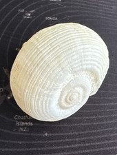 Conchiglia Rapa Rapa 60 mm