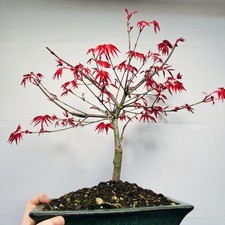Pre Bonsai Di Acero Palmato