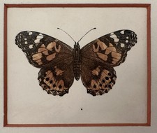 FARFALLE CROMOLITOGRAFIA