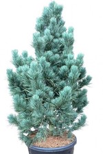 Pinus cembra COMPACT GLAUCA -