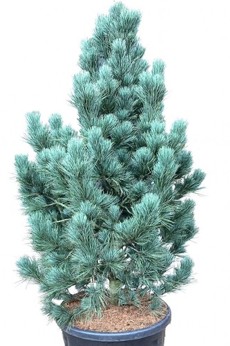 Pinus cembra compact glauca - cembra,