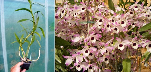 Dendrobium nobile orchidée - nobile,,