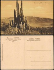 Cartolina CILE (Generale) SAN FELIPE. Balneario Jahuel. Cactus 1912 Cile