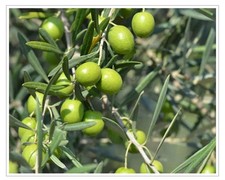 olio extravergine di oliva 5 litri Puglia Produzione Propria