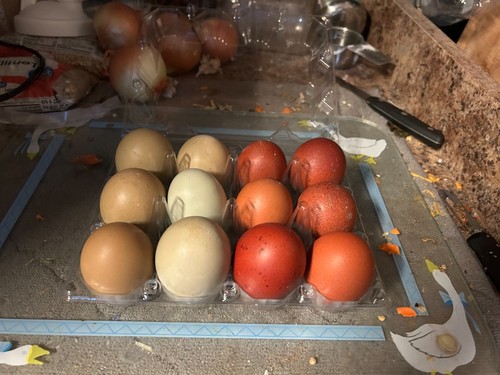 French black copper - french, marans