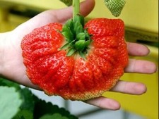 PALMA FRAGOLA GIGANTE, 50 SEMI + OMAGGIO