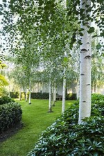 Betulla bianca alba "Betula
