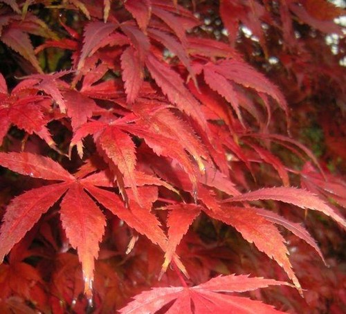 Acer palmatum acero palmato - acer, palmatum,