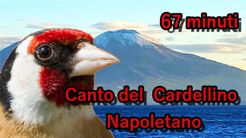 Canto del cardellino - del,