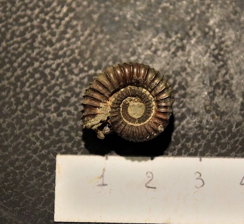 Ammonite mucrodactylites - ammonite:,