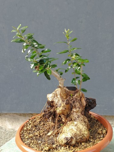 Bonsai olivastro 32x20cmpianta - olivastro,