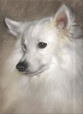 RITRATTO DI CANE COMMISSIONATO