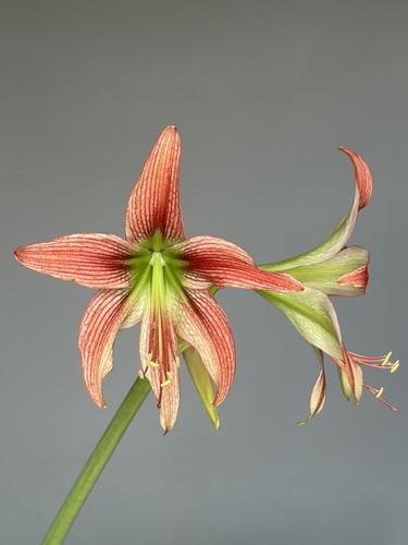 Hippeastrum eln2 lapacense - hippeastrum, x