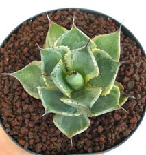 Agave isthmensis cv DELAWARE variegato ex NCS U.S.A. - VARIEGATE VARIEGATE no t