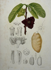 ANONA TROIS LOBE Asimina GRAVURE Maubert Botanique PLANTE Anonacees XIX°