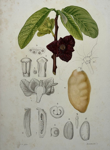 Anona trois lobe - anona, asimina