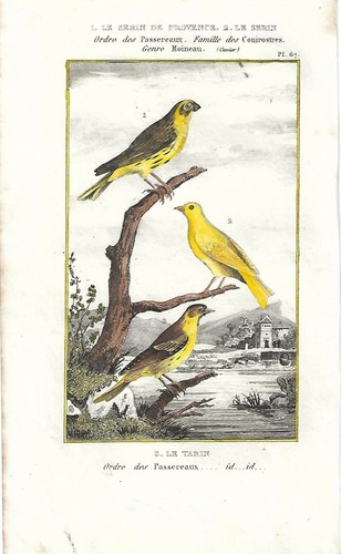 Stampa antica uccelli - stampa,